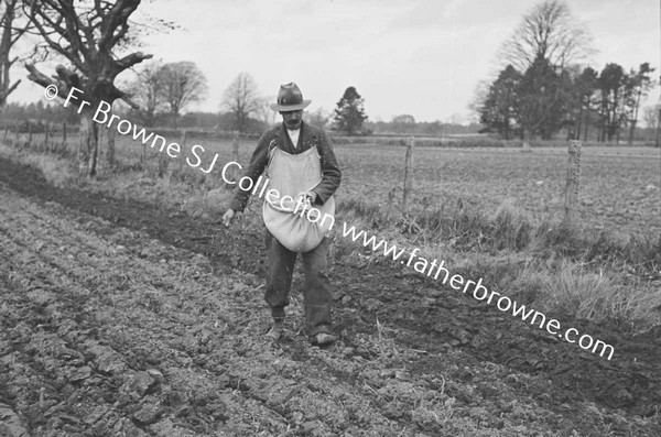 SOWING EARLY WHEAT